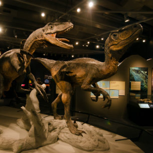 dinasaur replica in the museum