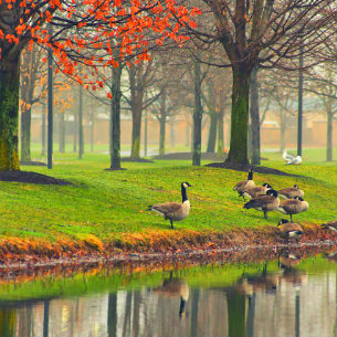 ducks beside the lake
