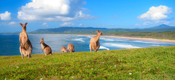 kangaroos in the the field